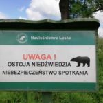 Uwaga: stałe bytowanie niedźwiedzi w Nadleśnictwie Lesko