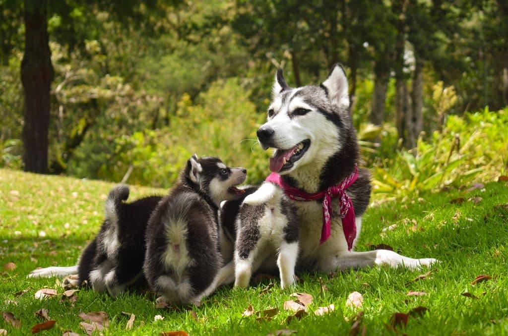 Ogólnopolski Dzień Dogoterapii