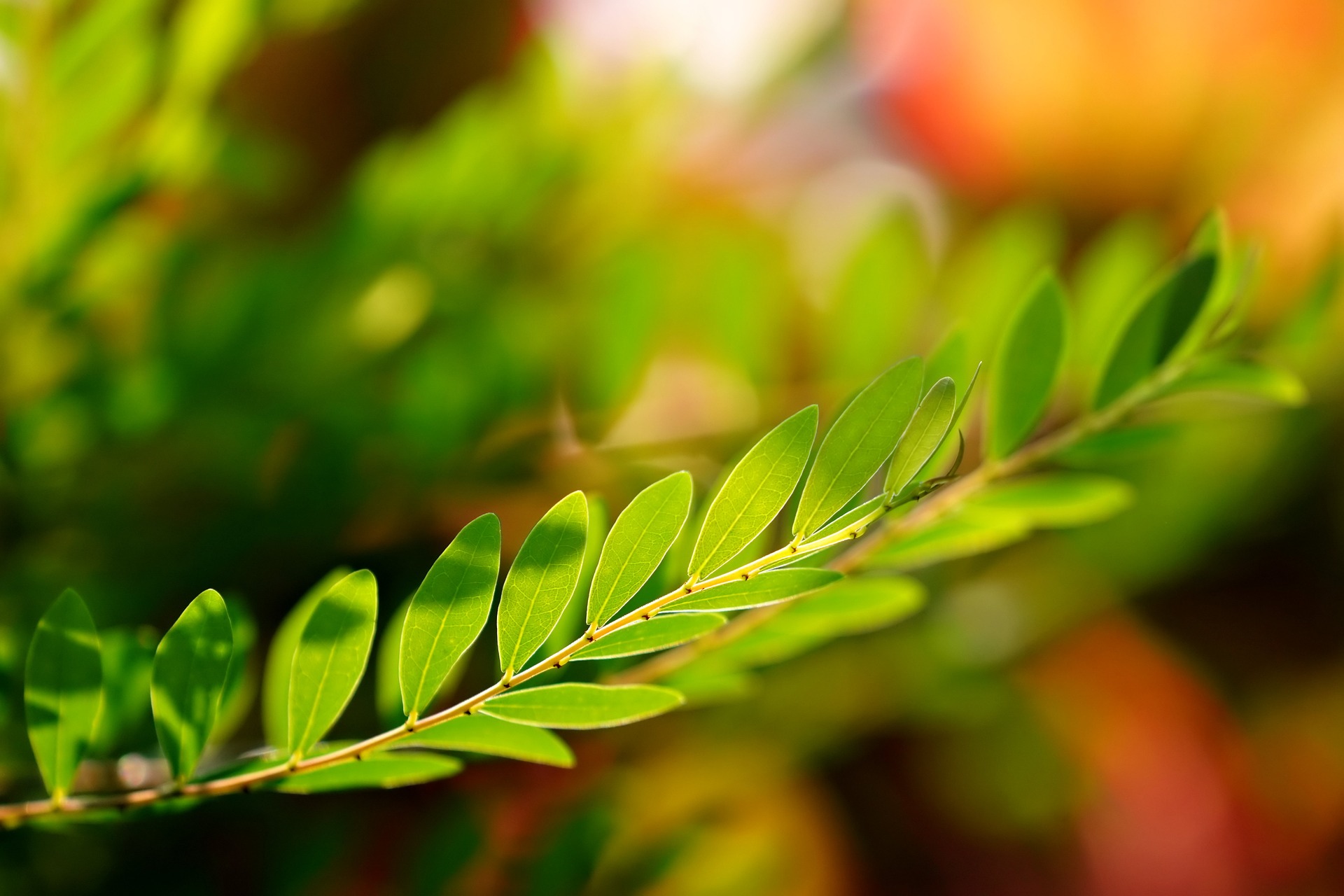 Międzynarodowy Dzień Botaniki