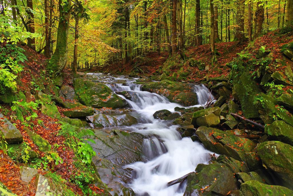 Dzień Dzikiej Flory, Fauny i Naturalnych Siedlisk