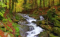 Dzień Dzikiej Flory, Fauny i Naturalnych Siedlisk