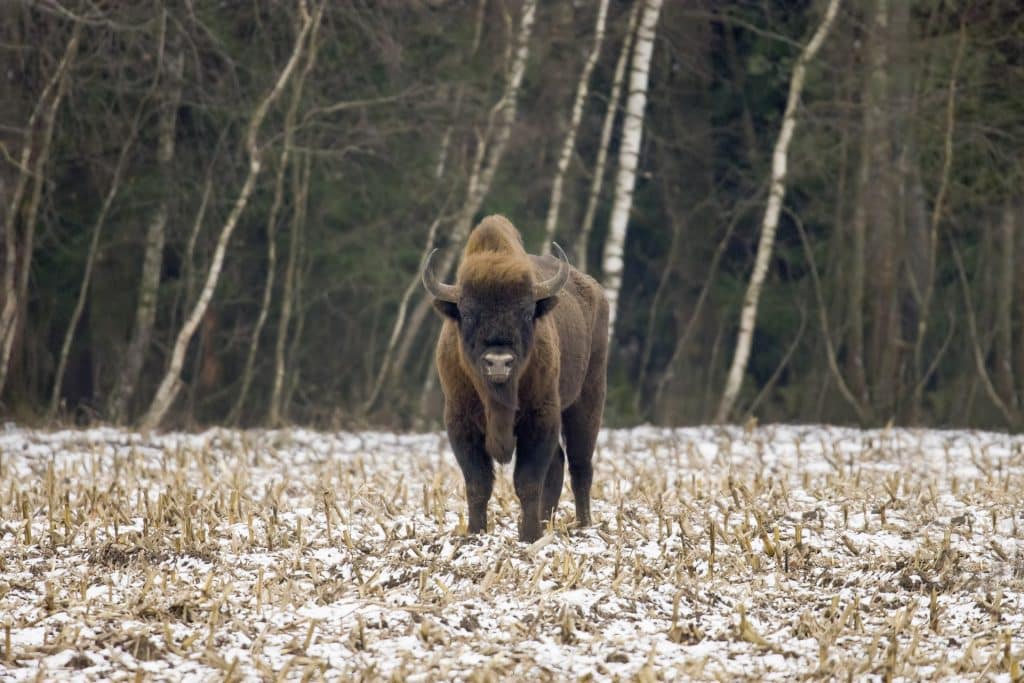 Dzień Ligi Ochrony Przyrody