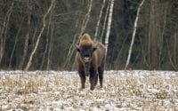 Dzień Ligi Ochrony Przyrody