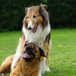 Ogólnopolski Dzień Dogoterapii